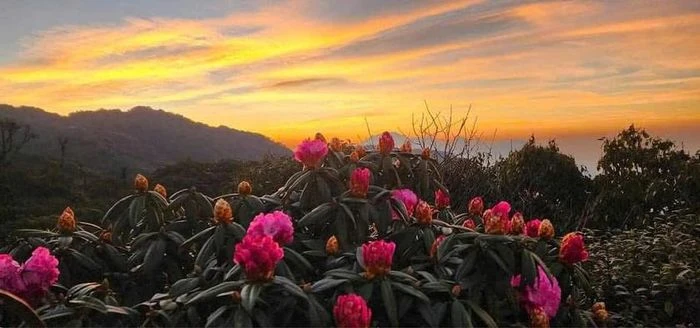 Chiêm ngưỡng thiên đường mây và hoa đỗ quyên trong hành trình chinh phục đỉnh Tà Xùa - Hình 2