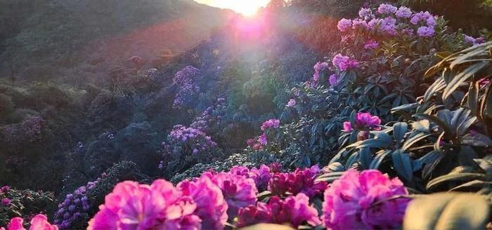 Chiêm ngưỡng thiên đường mây và hoa đỗ quyên trong hành trình chinh phục đỉnh Tà Xùa - Hình 1