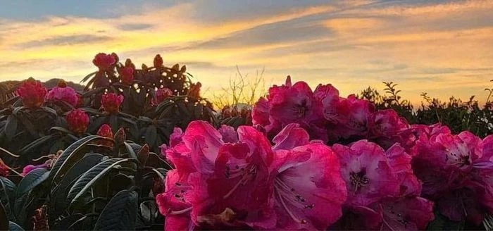 Chiêm ngưỡng thiên đường mây và hoa đỗ quyên trong hành trình chinh phục đỉnh Tà Xùa - Hình 3