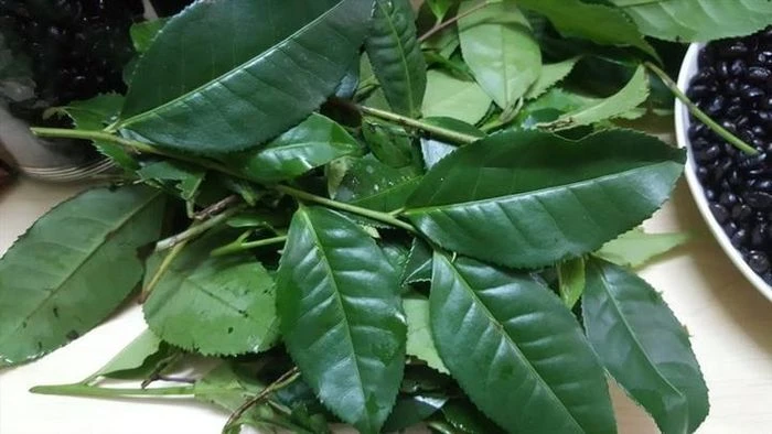 Chuyên gia đông y hướng dẫn cách sử dụng lá trà xanh đúng cách - Hình 1