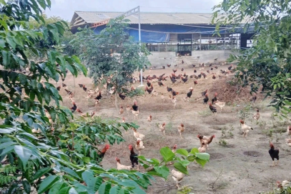 Công ty trồng rau theo chuẩn VietGAP núp bóng nuôi gà - Hình 1
