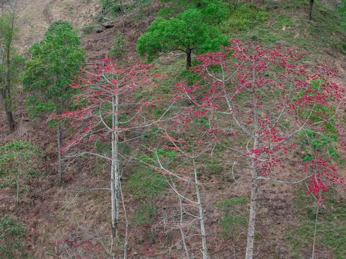Mùa hoa gạo trên cao nguyên đá Hà Giang - Hình 1