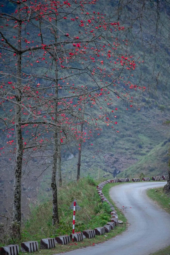 Mùa hoa gạo trên cao nguyên đá Hà Giang - Hình 6