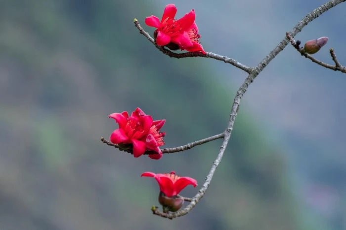 Mùa hoa gạo trên cao nguyên đá Hà Giang - Hình 4