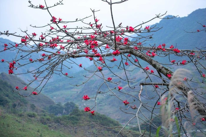 Mùa hoa gạo trên cao nguyên đá Hà Giang - Hình 5