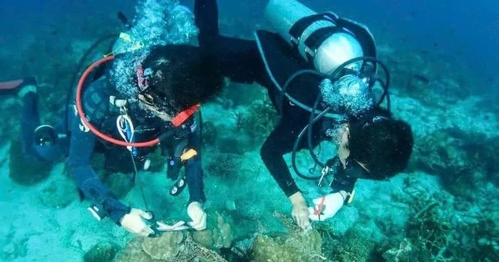 Việt Nam là một trong những điểm đến lặn biển được khách quốc tế thích nhất - Hình 1