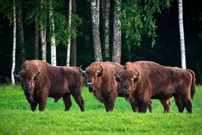10 điểm đến hút khách nhất Belarus: Di sản, thiên nhiên và những điều kỳ thú - Hình 4