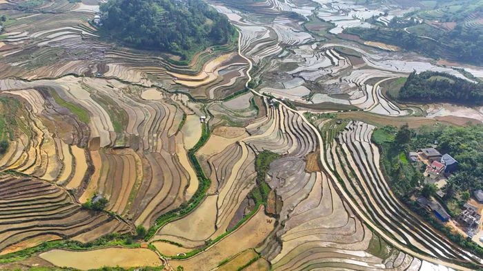 Ruộng bậc thang Sín Chéng mùa nước đổ - Hình 4