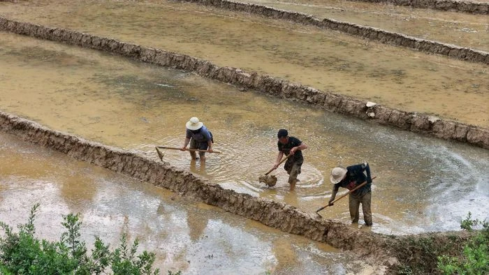 Ruộng bậc thang Sín Chéng mùa nước đổ - Hình 5