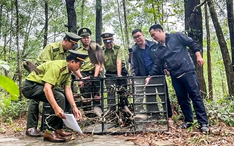 Tranh cãi mang chim ra quán cafe không giấy tờ sẽ bị phạt, Kiểm lâm Huế nói gì? - Hình 2