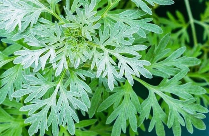 Uống nước lá ngải cứu có tác dụng gì? - Hình 1