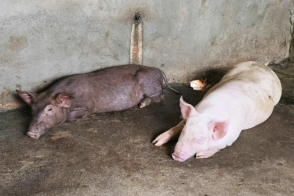 Sự thật phía sau 18 tấn lợn nhiễm bệnh và lời thú nhận của người đàn ông Hà Nội - Hình 3