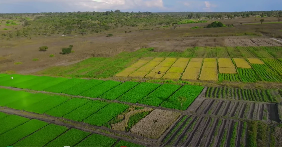 Team Châu Phi mất trụ cột hiến kế, bí mật chấn động về trang trại đã lộ ra? - Hình 7