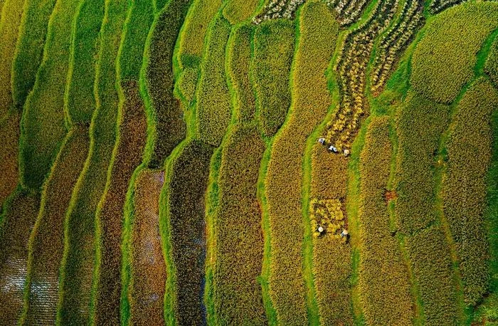 Mùa lúa chín vàng giữa đại ngàn Pù Luông - Hình 10