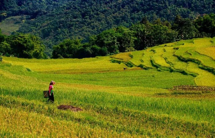 Mùa lúa chín vàng giữa đại ngàn Pù Luông - Hình 3