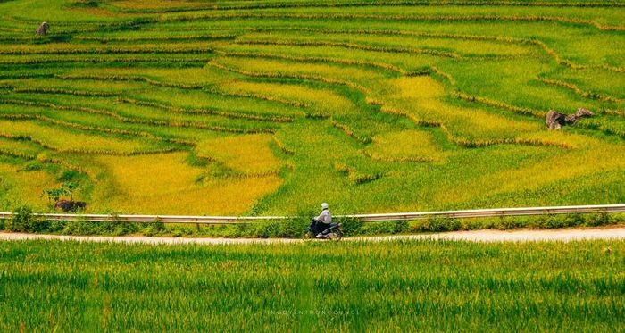 Mùa lúa chín vàng giữa đại ngàn Pù Luông - Hình 5