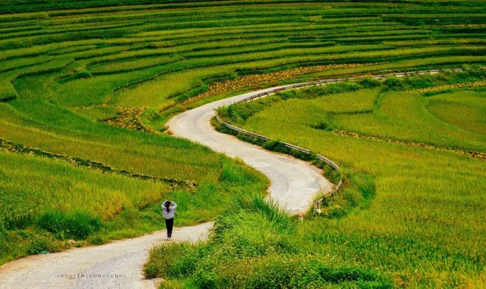 Mùa lúa chín vàng giữa đại ngàn Pù Luông - Hình 6