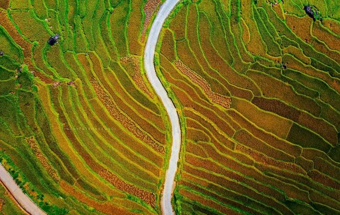 Mùa lúa chín vàng giữa đại ngàn Pù Luông - Hình 11
