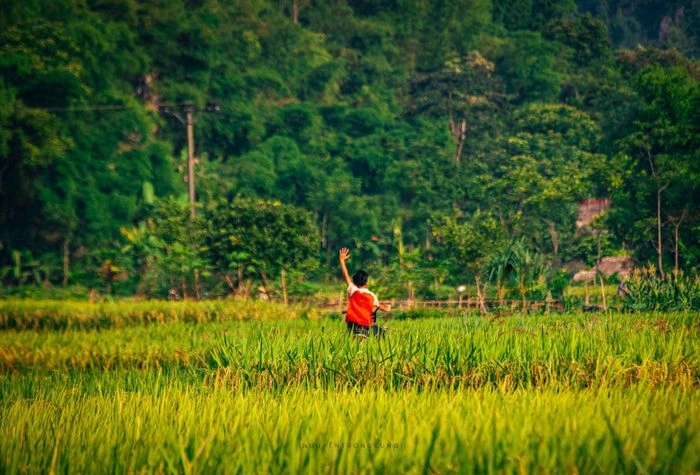 Mùa lúa chín vàng giữa đại ngàn Pù Luông - Hình 9
