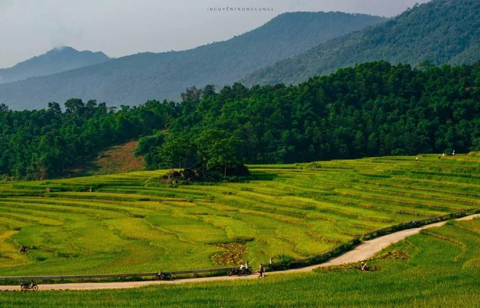 Mùa lúa chín vàng giữa đại ngàn Pù Luông - Hình 2