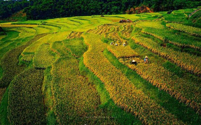 Mùa lúa chín vàng giữa đại ngàn Pù Luông - Hình 4