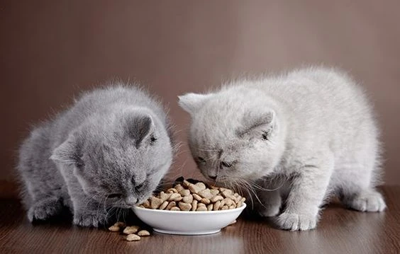 Bóc trần xưởng ngầm sản xuất thức ăn mèo giả Catsrang giữa khu đô thị cao cấp! - Hình 5