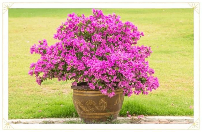 Tháng 6 nên trồng loại hoa nào? - Hình 6