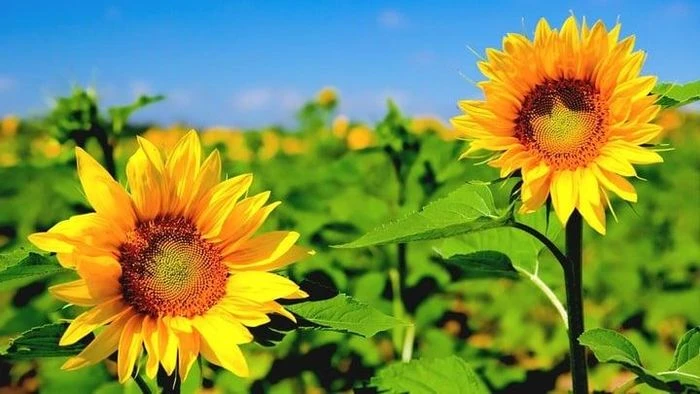 Tháng 6 nên trồng loại hoa nào? - Hình 3