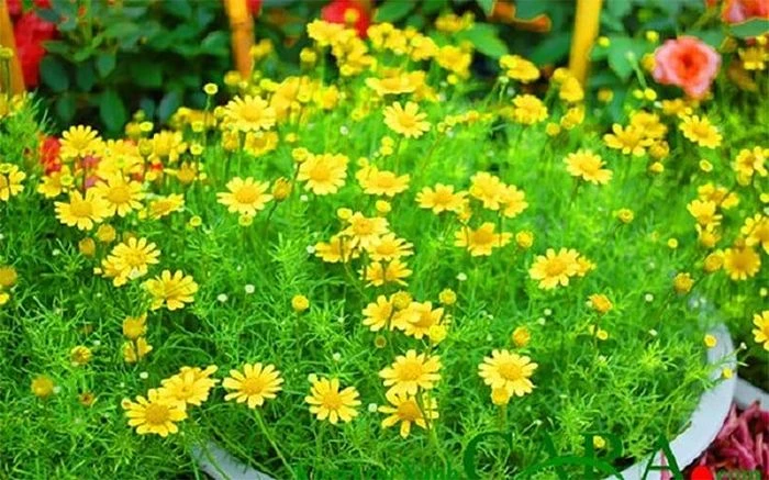 Tháng 6 nên trồng loại hoa nào? - Hình 5