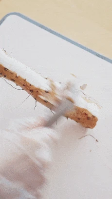 Bữa sáng nuôi dưỡng tỳ vị: Món bánh hoa cuốn nhân thịt củ mài, dễ làm lại cực kỳ tốt cho sức khỏe cả nhà - Hình 1