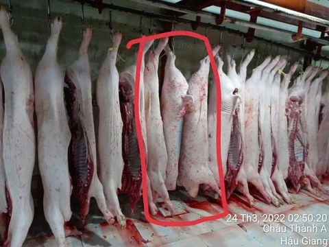 Cán bộ thú y thừa nhận đóng dấu sai cho heo bệnh Lý do khiến ai cũng bất ngờ! - Hình 3