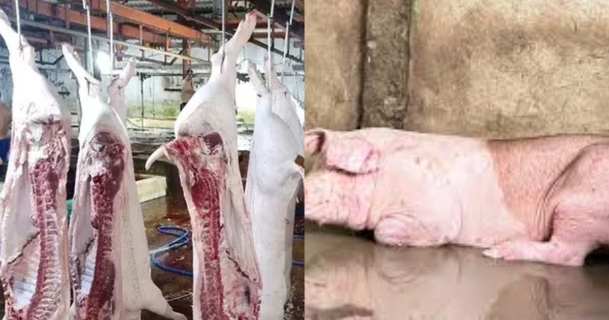 Cán bộ thú y thừa nhận đóng dấu sai cho heo bệnh Lý do khiến ai cũng bất ngờ! - Hình 6