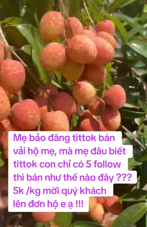 Không phải đi chơi, Gen Z về quê... bán vải trên TikTok, chốt đơn từ 5h sáng! - Hình 4