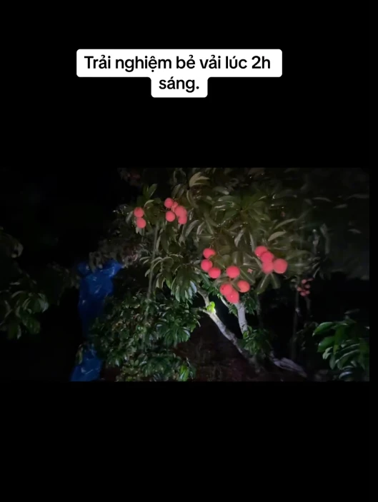 Không phải đi chơi, Gen Z về quê... bán vải trên TikTok, chốt đơn từ 5h sáng! - Hình 2