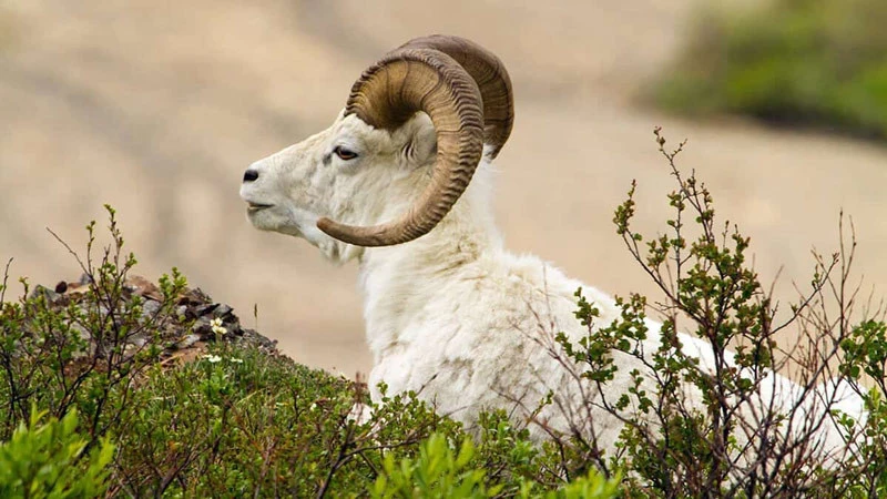 4 con giáp được sao Tài lộc chiếu mệnh trong tháng 7 - Hình 4