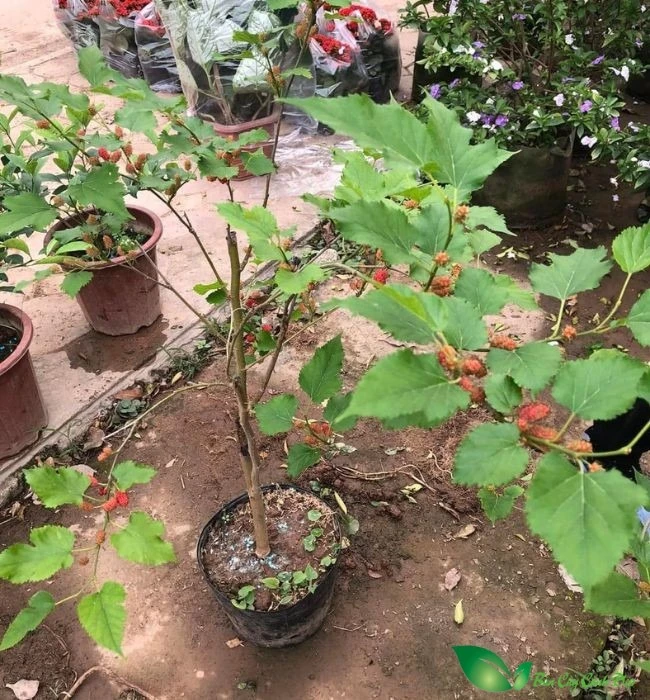 Loài cây trồng trước nhà thì gia chủ lụi bại, rời ra sau lại hóa vượng khí - Hình 3