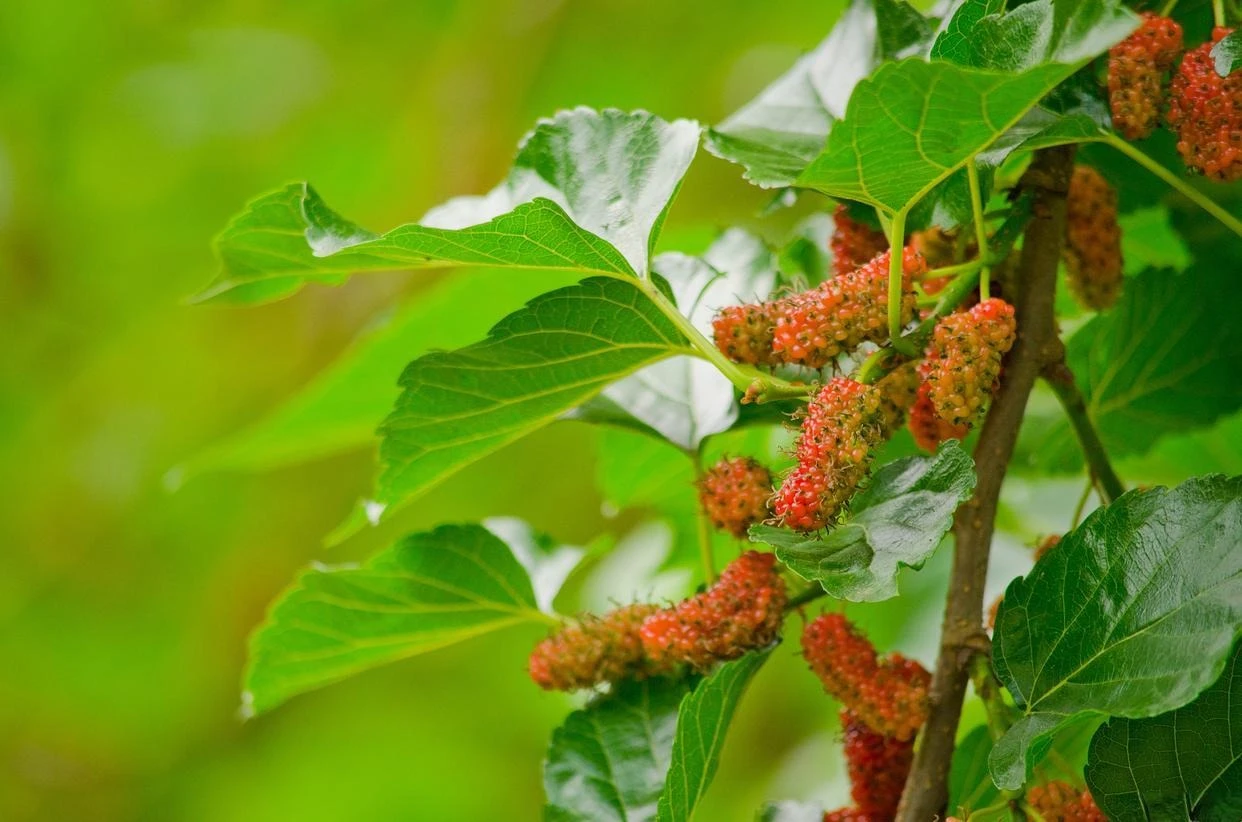 Loài cây trồng trước nhà thì gia chủ lụi bại, rời ra sau lại hóa vượng khí - Hình 1