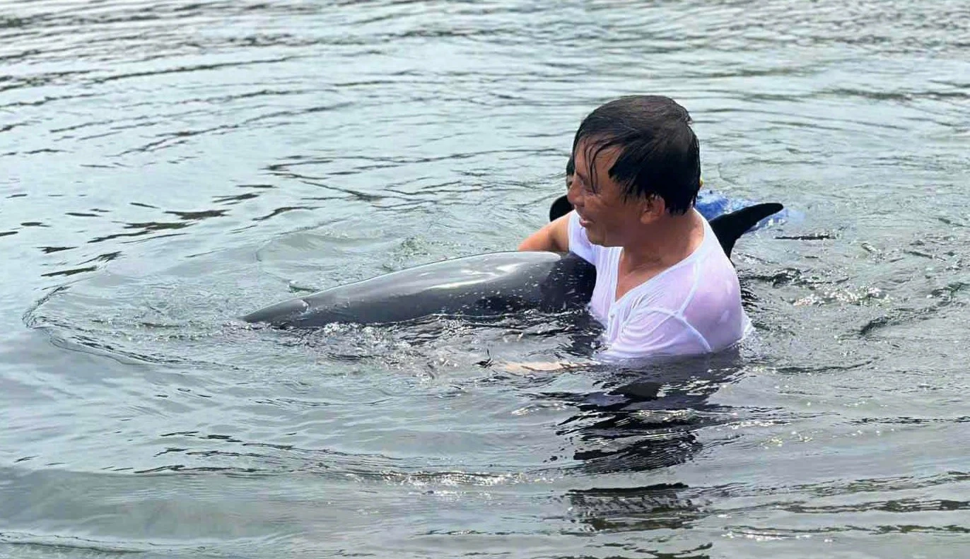 Giải cứu cá heo mắc cạn nặng 2 tạ, trên thân nhiều vết trầy xước - Hình 1