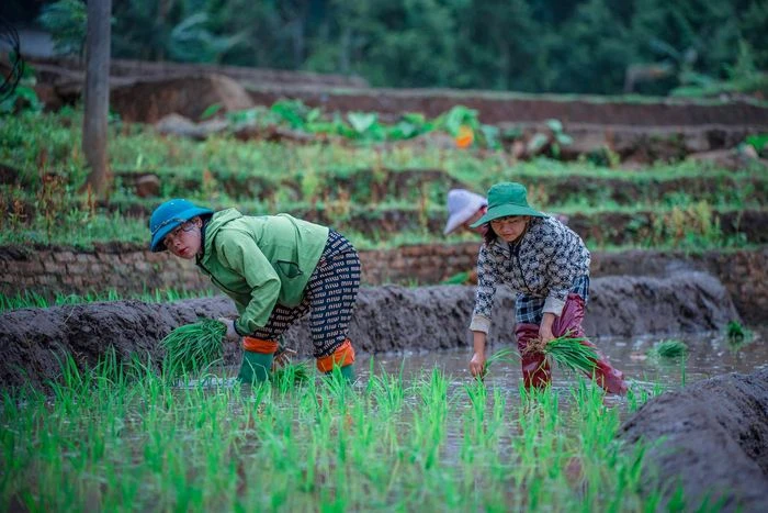 Ngắm ruộng bậc thang Y Tý mùa đổ ải - Hình 4