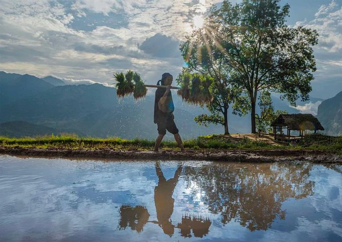 Ngắm ruộng bậc thang Y Tý mùa đổ ải - Hình 3