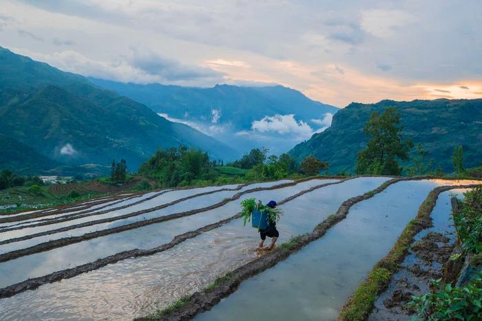 Ngắm ruộng bậc thang Y Tý mùa đổ ải - Hình 6