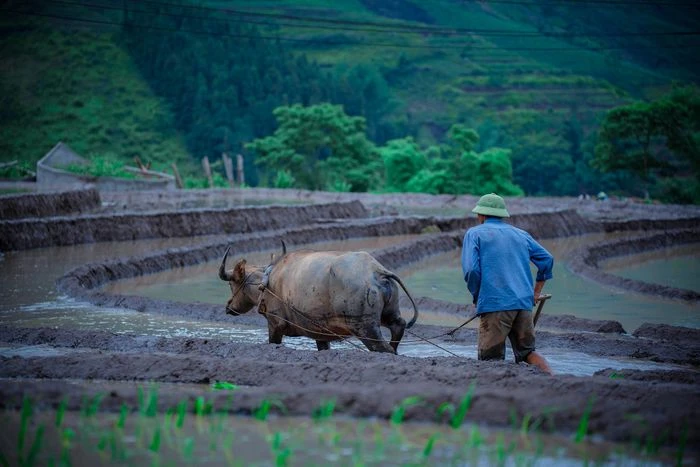 Ngắm ruộng bậc thang Y Tý mùa đổ ải - Hình 2