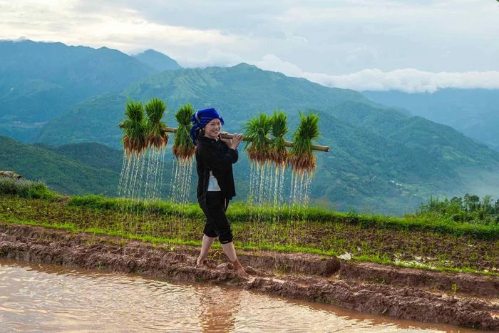 Ngắm ruộng bậc thang Y Tý mùa đổ ải - Hình 1