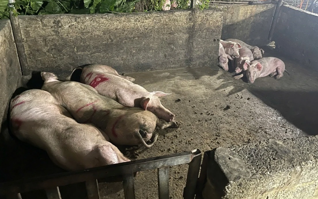 Vụ Công ty C.P. bị tố bán heo bệnh: Công an điều tra động cơ phát tán vụ việc - Hình 1