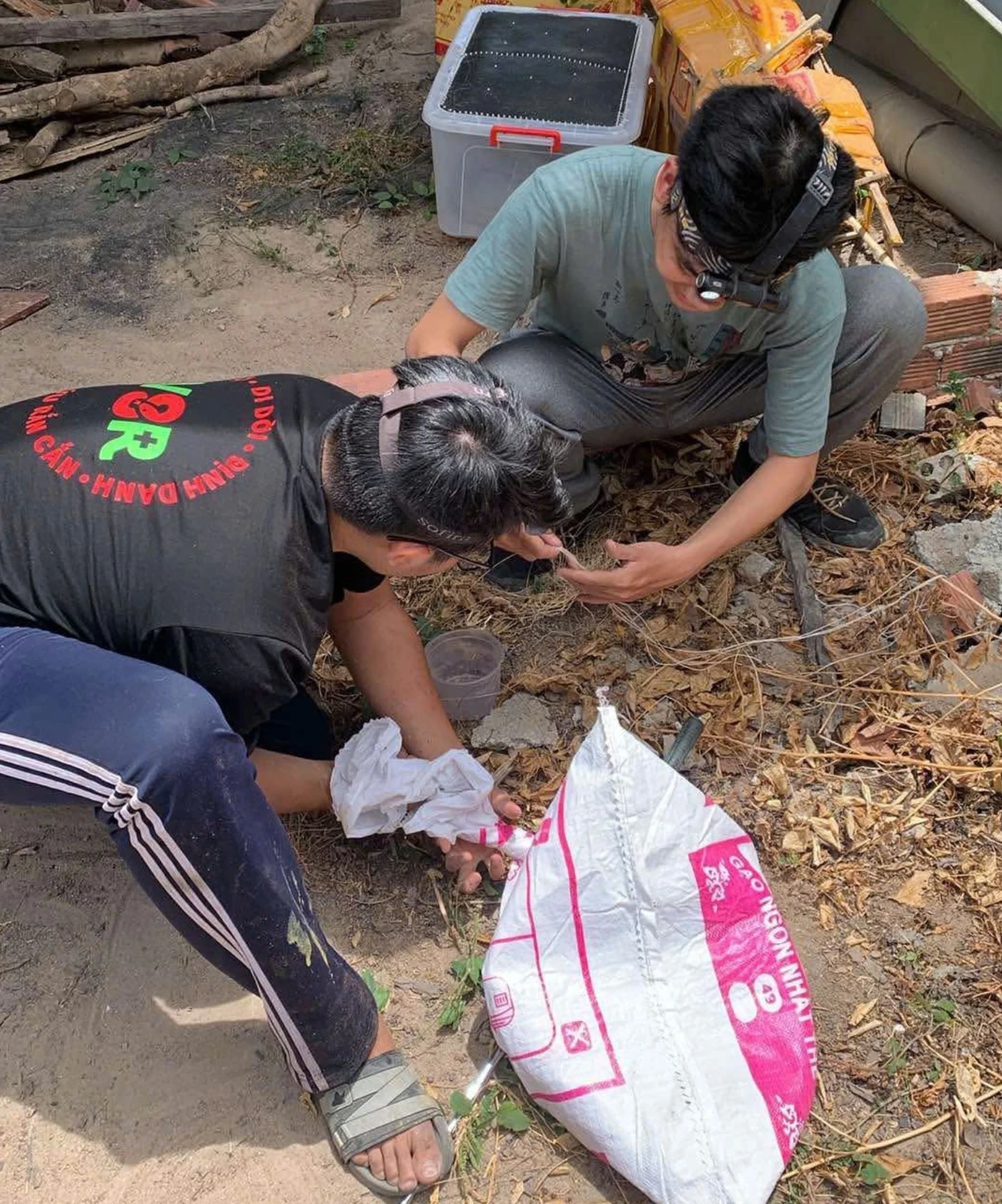 Xôn xao clip một TikToker phóng sinh bầy rắn hổ mang chúa mới nở - Hình 3