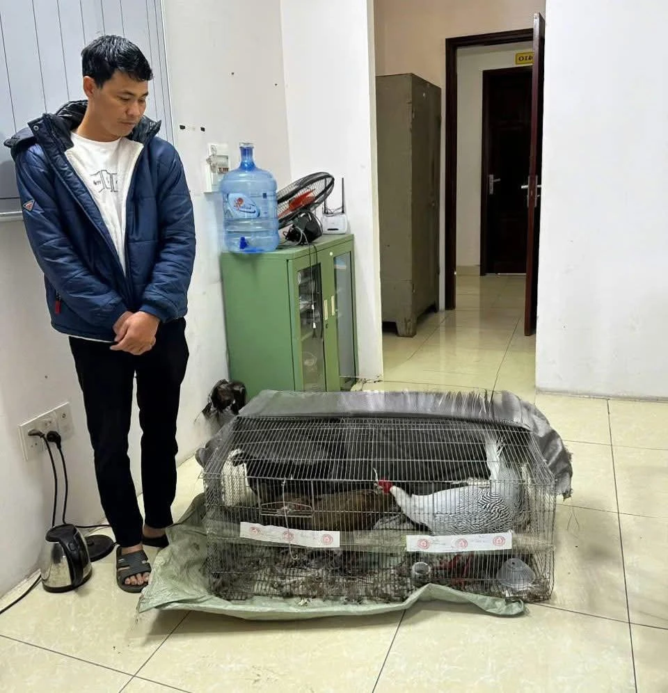 Vụ gà lôi trắng: Bị cáo Thành được tại ngoại, chờ xử phúc thẩm - Hình 1