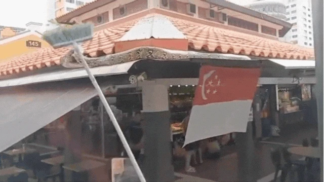 Đi uống cà phê bất ngờ gặp trăn khủng, cả quán đồng loạt hợp sức để vây bắt vị khách không mời - Hình 2