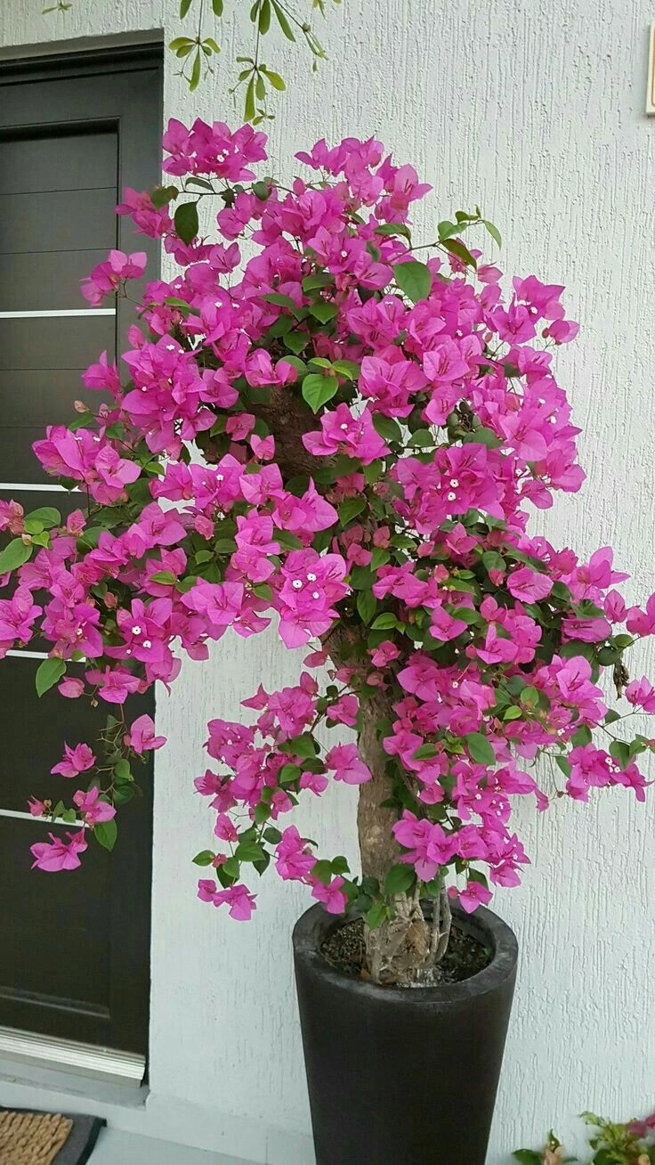 7 loài hoa nở trước cửa tựa như trấn yểm sư: Giữ nhà vững như núi, vận may tràn ngập như triều dâng - Hình 3