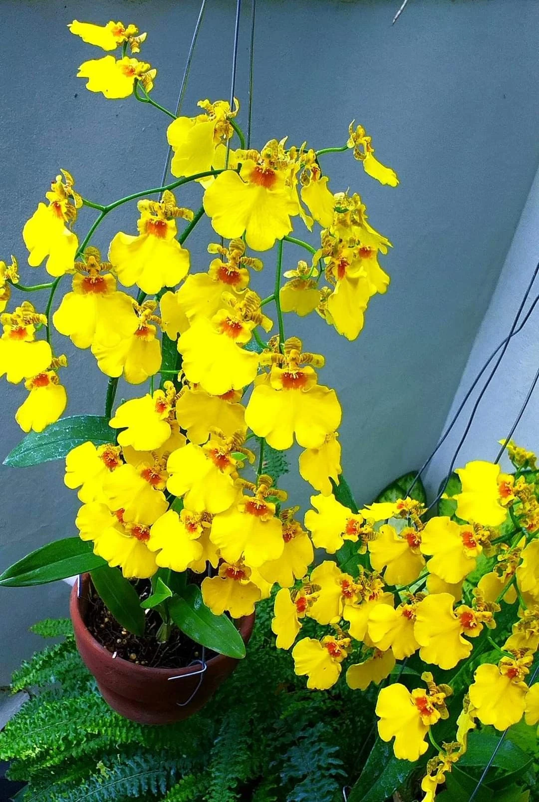 7 loài hoa nở trước cửa tựa như trấn yểm sư: Giữ nhà vững như núi, vận may tràn ngập như triều dâng - Hình 7