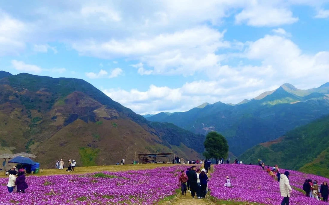 Đồi hoa gọi mây giữa trời Tà Xùa của phụ nữ Mông hút khách - Hình 1